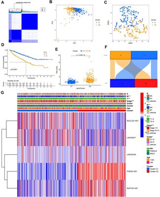 Cuproptosis-related lncRNA: Prediction of prognosis and subtype determination in clear cell renal cell carcinoma